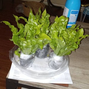 Billie added a photo of their purchase