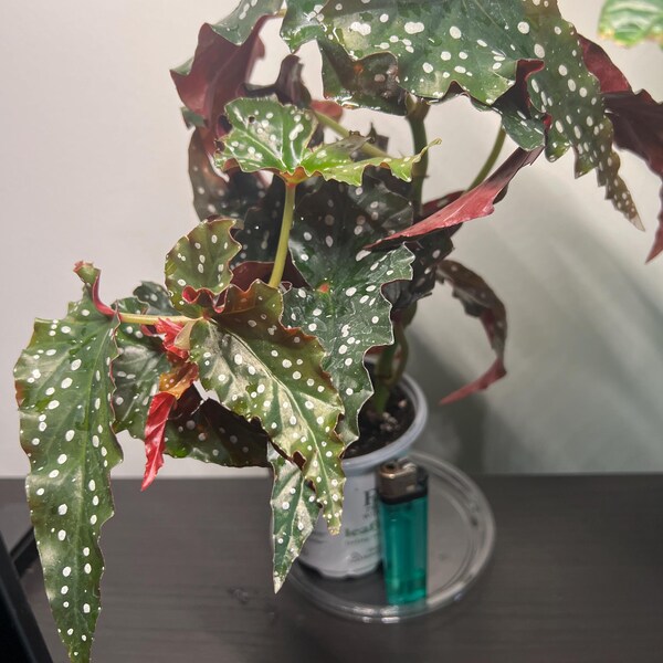 Hoya Flamingo Dream/ Hoya Carnosa - Etsy