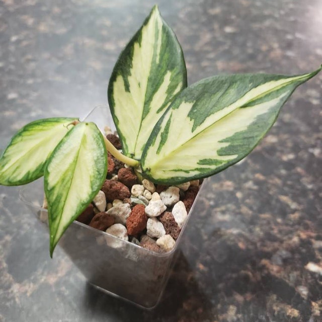 US Seller- Hoya Nabawanensis Variegated Rooted - Pick You Own