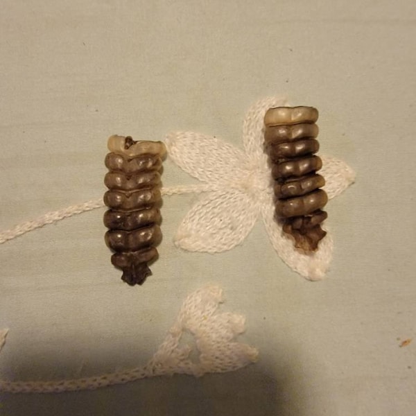 Rattlesnake Rattle - Etsy