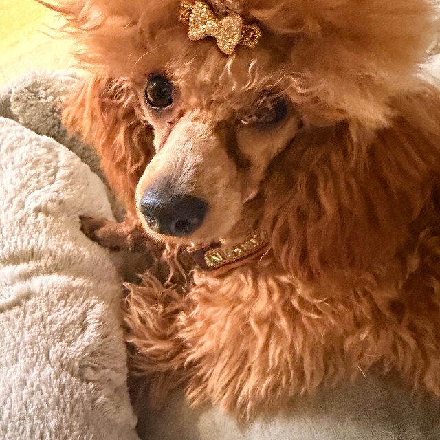 子犬用リボン ～ 小さな 3/4 インチのラインストーン製蝶結び、犬用