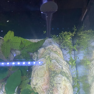 Ambriel added a photo of their purchase