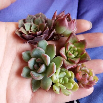 Lithops: How To Grow And Care For Living Stone Plants | Epic Gardening