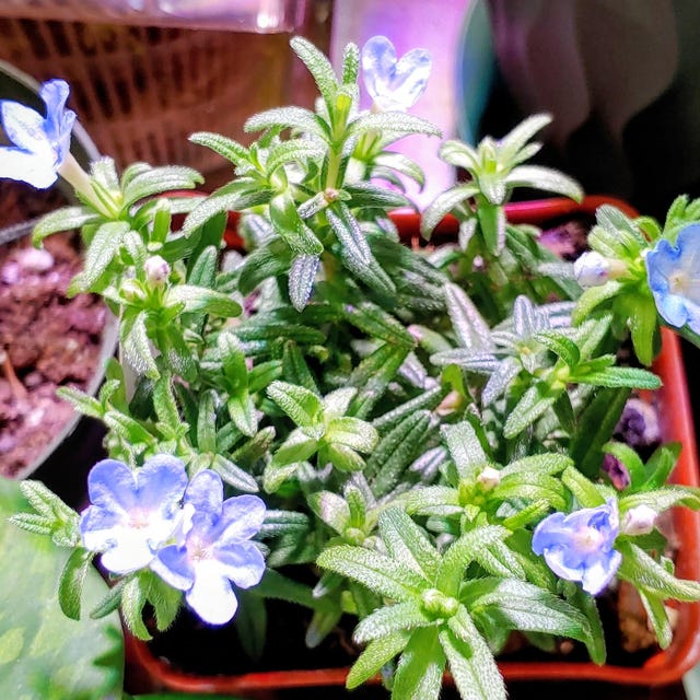 Lithodora 'heavenly Blue' | Light Blue Star-shaped Flowers