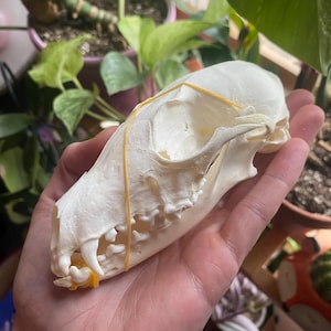 Micah ha añadido una foto de su compra