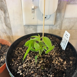 Kelsey ha añadido una foto de su compra