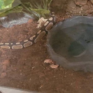 20 Gallon Feeder-proof Advanced Reptile Carpet - Etsy