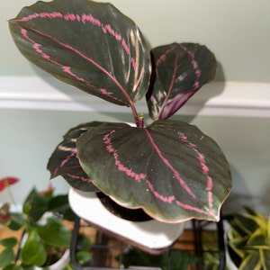 Daverine ha aggiunto una foto del proprio acquisto