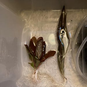 Sully adicionaram uma foto da sua compra