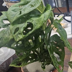 Syneca added a photo of their purchase