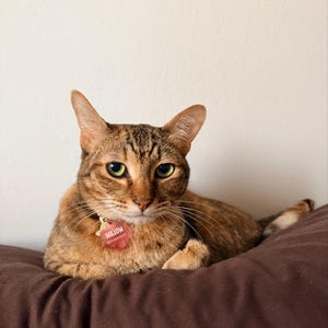 Serena heeft een foto van de aankoop toegevoegd