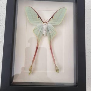 Hollis added a photo of their purchase