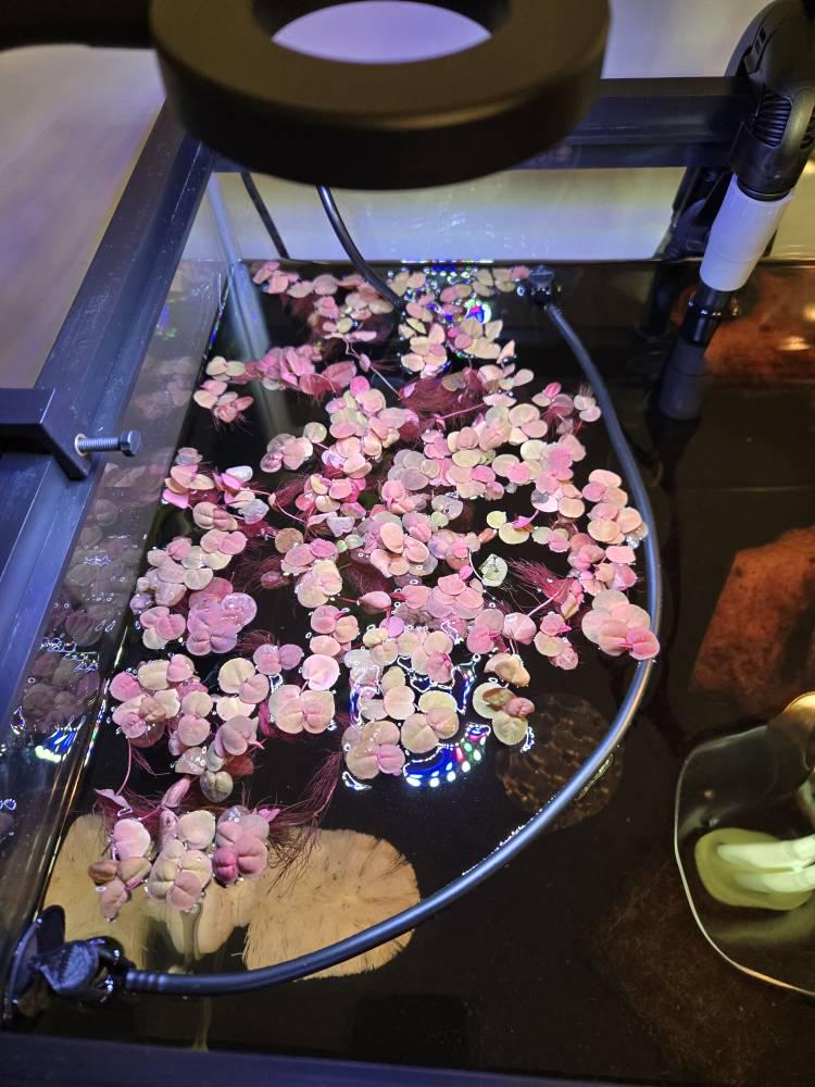 60+ leaf red root floaters live aquarium plant aquatic plant buy 2 get 1 free