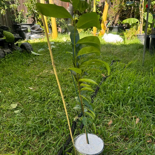 Black Asper Bamboo in 6 Pot, Bambu Hitam - Etsy