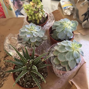 Mark added a photo of their purchase