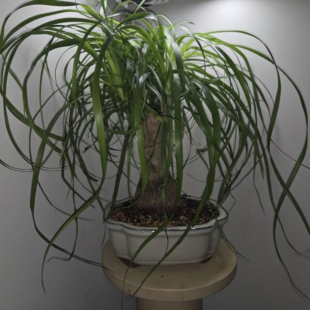 spider plant pot Spider Plant | Chlorophytum | 4