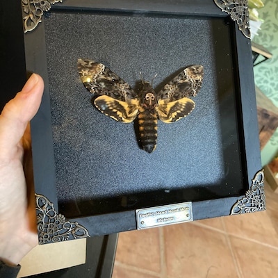 Real Framed Butterfly Handmade Shadow Box Insect Frame - Etsy