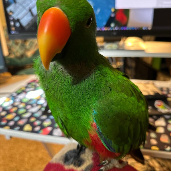 Lovebird Ripeness Chart Poster Etsy