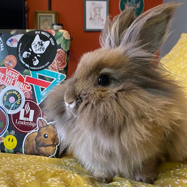 Orange Lionhead Rabbit Sticker; Cute Lionhead Bunny Sticker, Waterproof ...