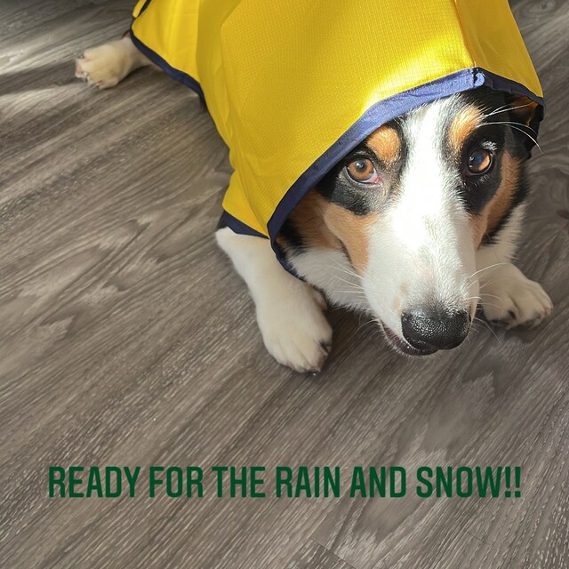 Corgi Rain Jacket Etsy UK
