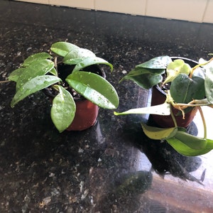 Donita White added a photo of their purchase