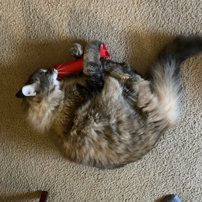 Silvervine Blue Fish Catnip Cat Toy Super Gift for a Cat - Etsy
