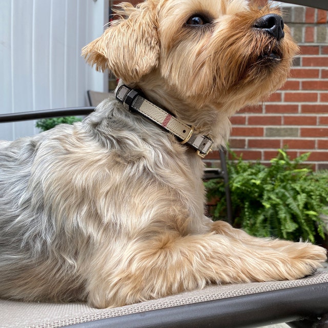 LPNY® Leather Paws New York Luxury Statement For Pets Handmade Dog