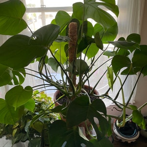 Morgan added a photo of their purchase