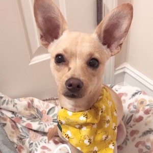 pet wholesale near me