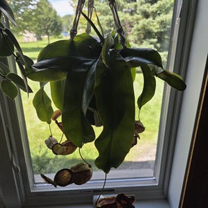Ashley added a photo of their purchase