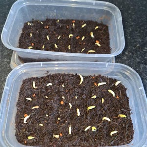 Alex hat ein Foto des gekauften Artikels hinzugefügt