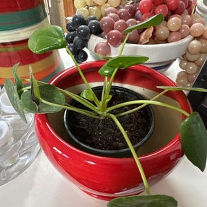 Karen added a photo of their purchase