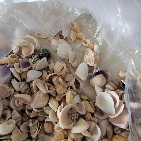 200 Small Natural Seashells: Beach Decor, Shell Crafts (1/3-1/2") - Etsy