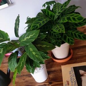 Planta Calathea Zebrina (Planta Cebra) - Planta De Interior Perenne, Follaje Verde Con Envés Púrpura, Fácil Cuidado, Ideal Para Lugares Con Sombra Parcial