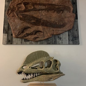 Dilophosaurus Skull 1 1 Scale Model Hand painted Keepsake and Display Piece Personalized Base Etsy