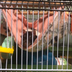 Ashleigh heeft een foto van de aankoop toegevoegd