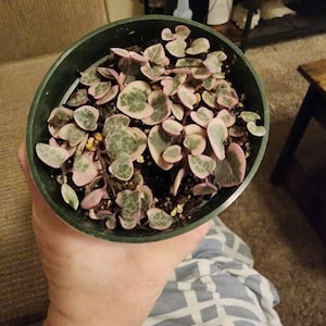 Holly added a photo of their purchase