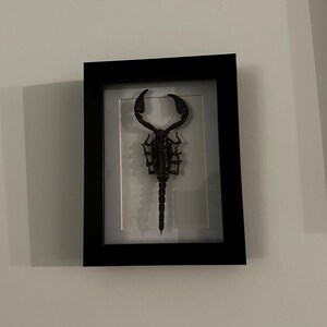 Casey さんが購入した商品の写真を追加しました