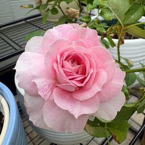 Neptune King Terrazza 海神王阳台 Balcony Rose. Perfect Potter