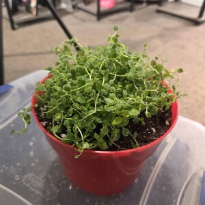 Pratia pedunculata | Laurentia | Blue Star Creeper Groundcover