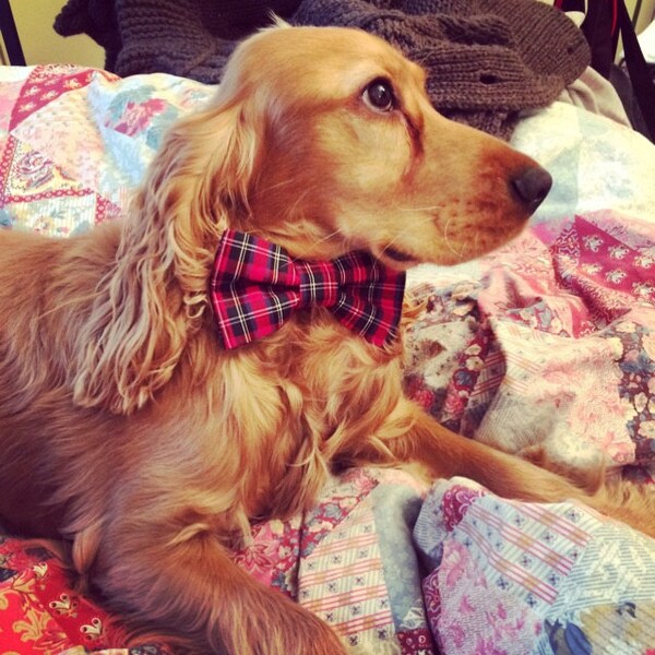 MacLeod Of Tullibardine Tartan Bow Tie