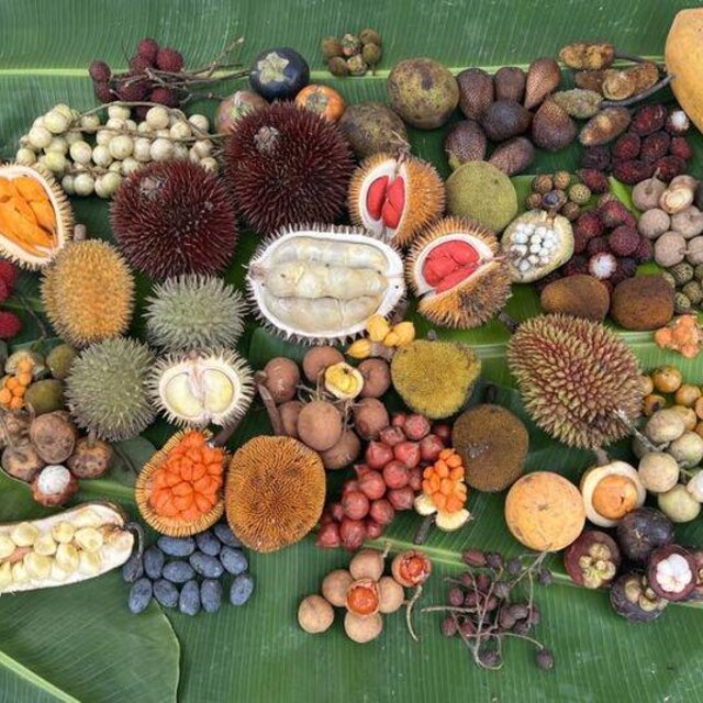 Marang Fruit Seeds (RARE) - Etsy