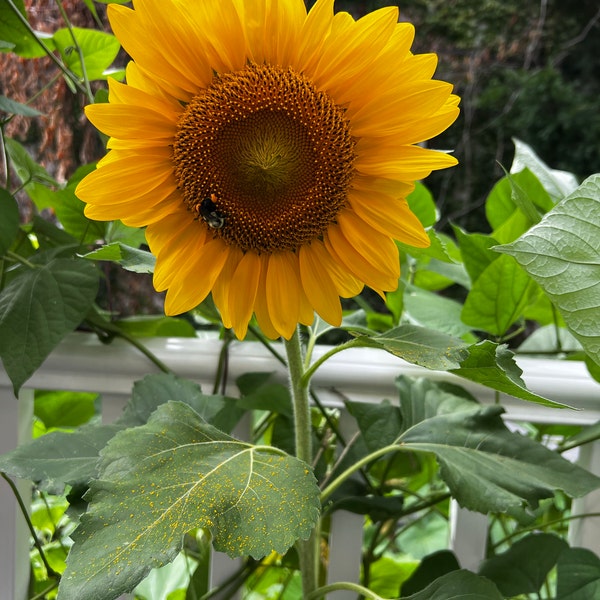 Container Dwarf Sunspot Sunflower Seeds, Miniature Helianthus Annuum ...