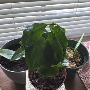 Sebastian added a photo of their purchase
