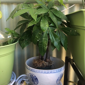 Patricia added a photo of their purchase