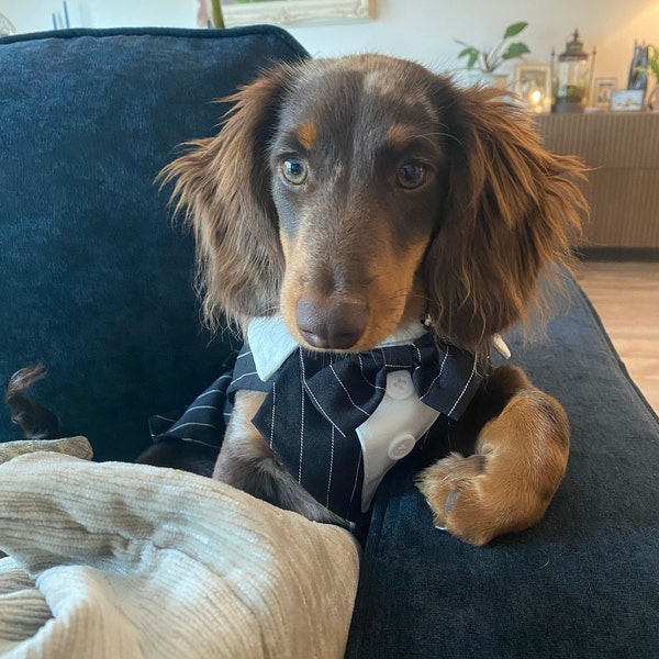 Classic Black Tuxedo-Style Dog Harness - Safe Formal Wedding Wear main image 1
