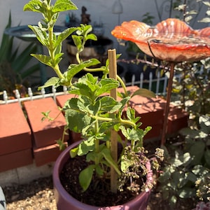 Joan added a photo of their purchase