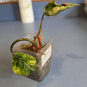 Etsy buyer added a photo of their purchase