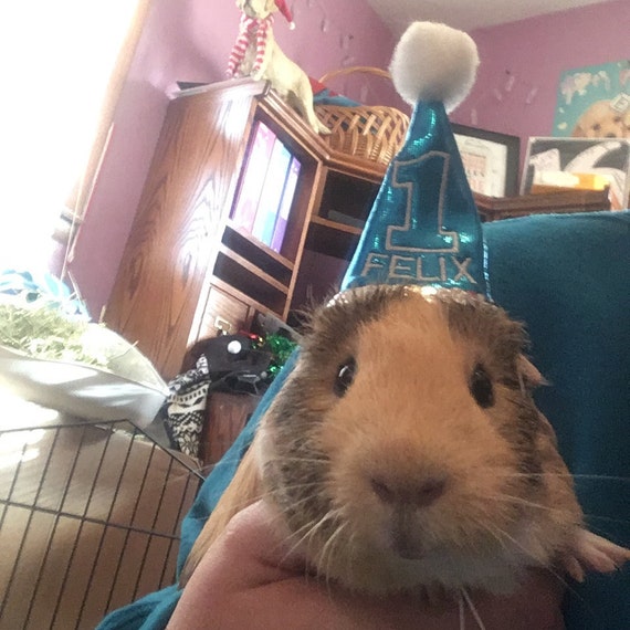 Customer photo of a pet with the First Birthday hat and matching tie or bow