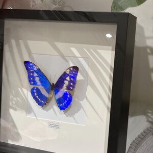Morpho Rhetenor Helena. Real Butterfly. Entomology. - Etsy